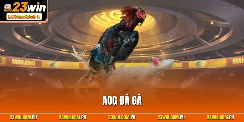 AOG đá gà