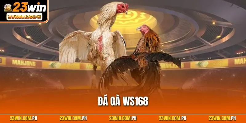 Đá gà WS168