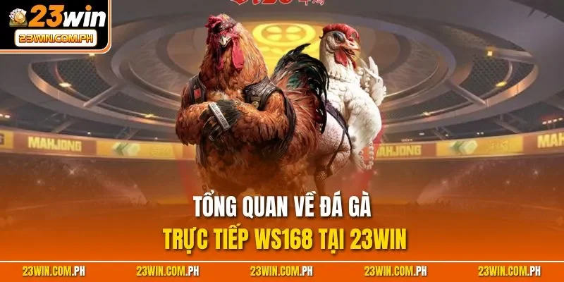 Tổng quan về đá gà trực tiếp WS168 tại 23WIN