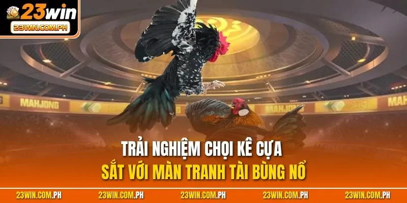 Trải nghiệm chọi kê cựa sắt với màn tranh tài bùng nổ